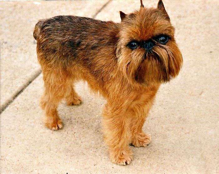 低过敏性犬种-布鲁塞尔格里芬犬