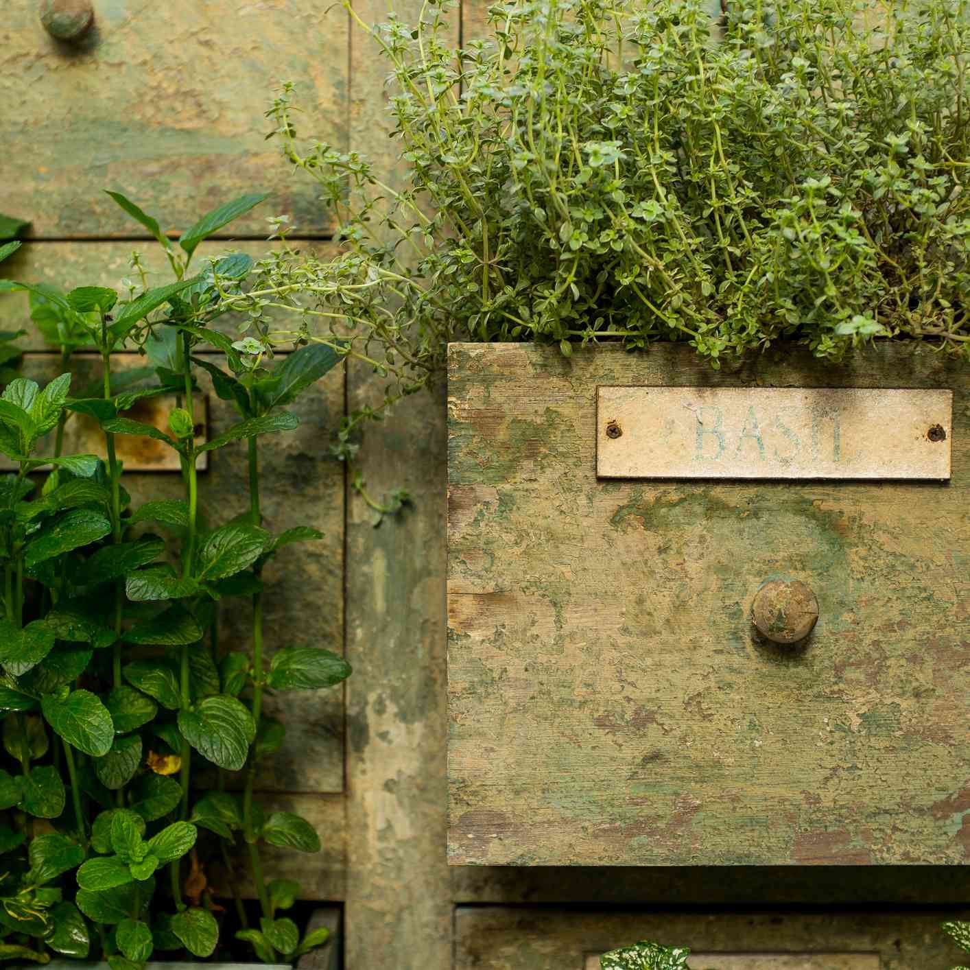 木制卡片目录与厨房草药生长在抽屉