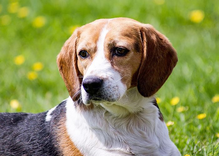 最受欢迎的狗品种——小猎犬