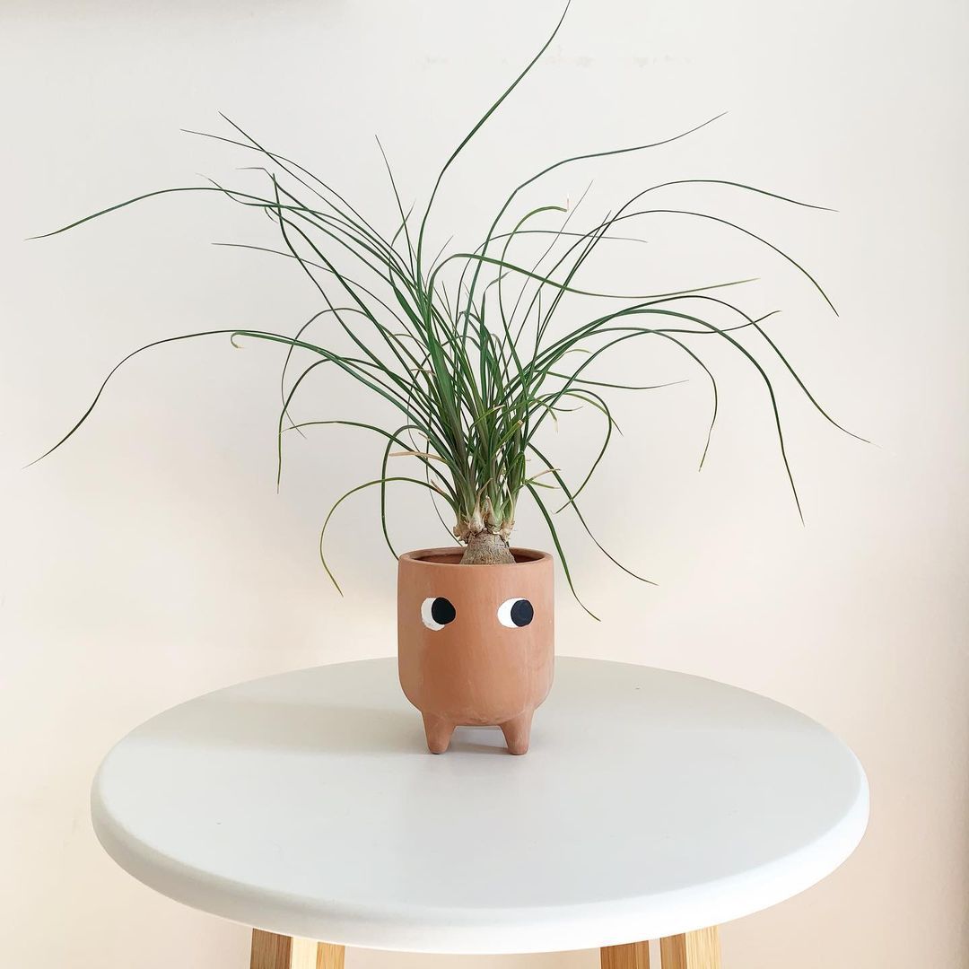 在赤土陶器罐的小马尾棕榈棕榈与眼睛在白色桌上绘了