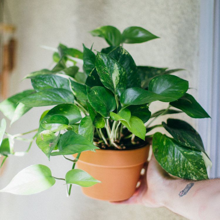 廉价的植物pothos