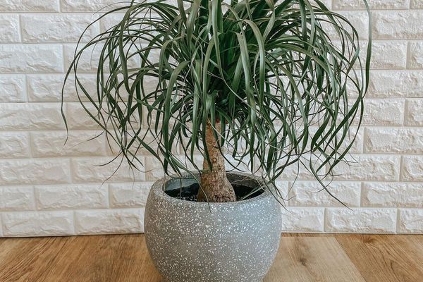 在白色砖墙前的木地板上，灰色陶瓷种植着马尾棕榈