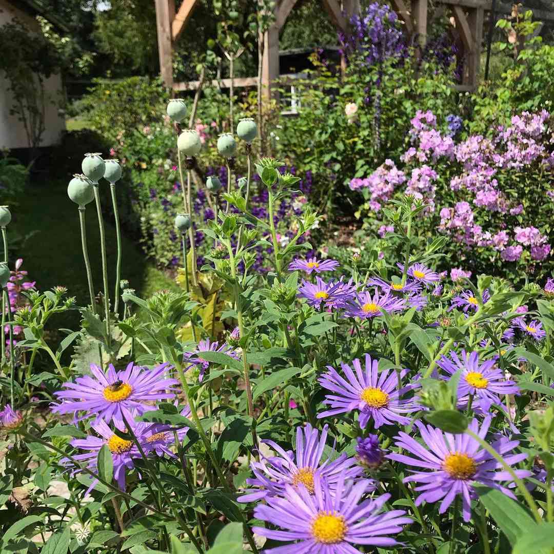 艾斯特诞生月花