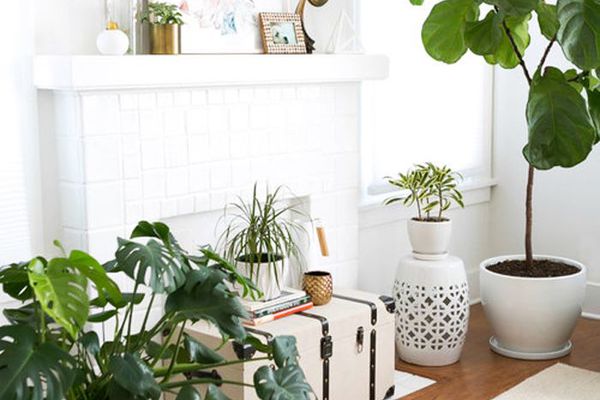 壁炉被室内植物和树木包围