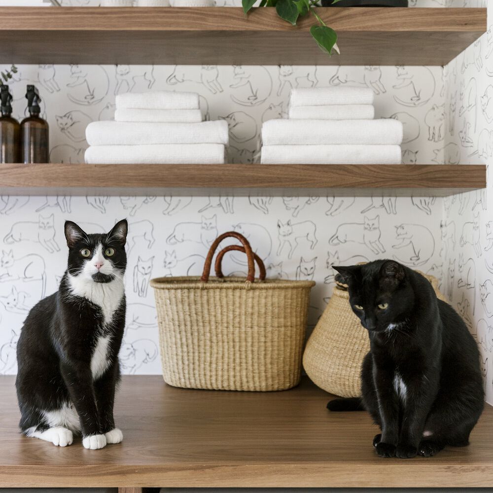 在垫圈和烘干机顶部的两只猫。