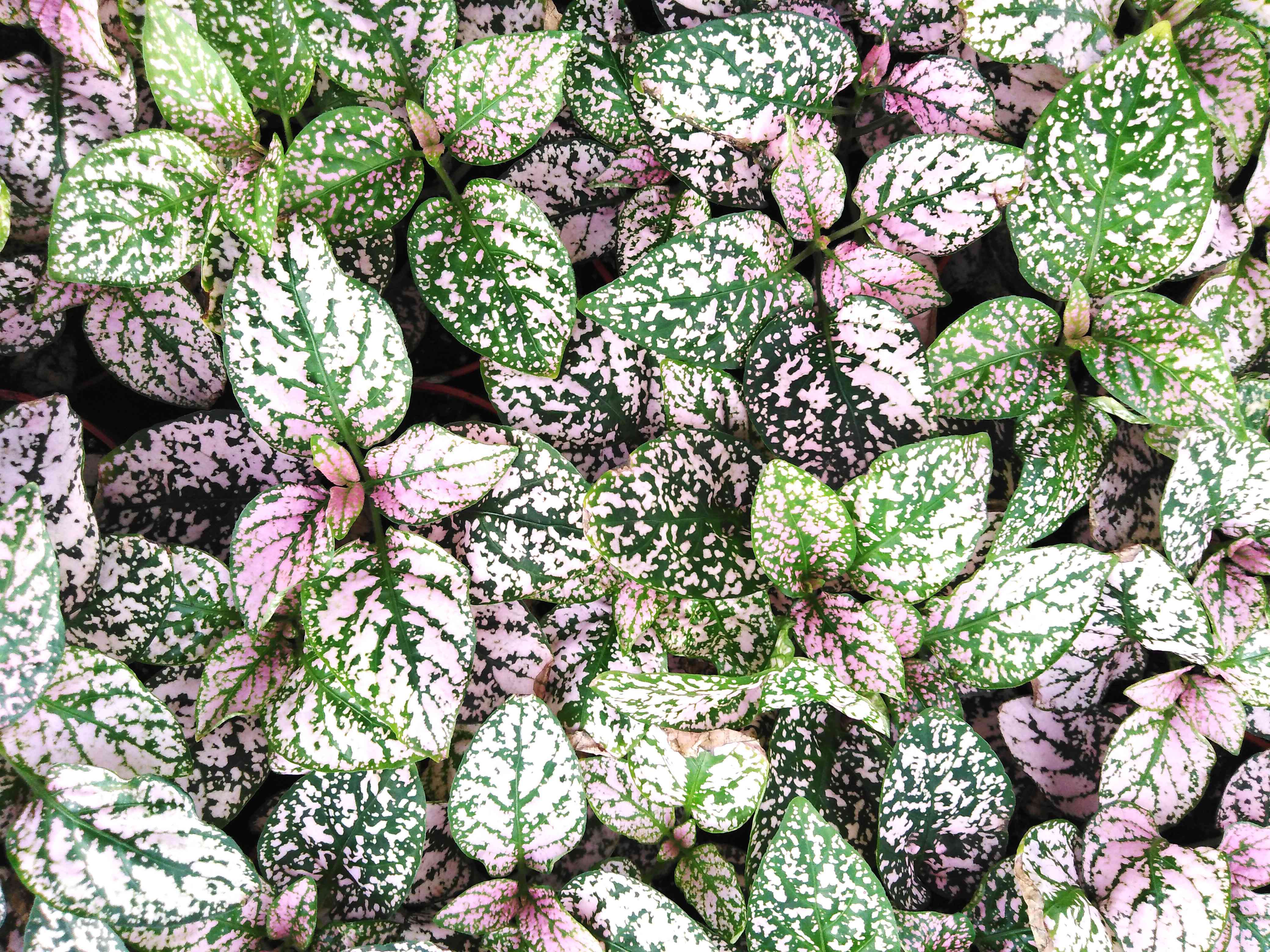 Fittonia