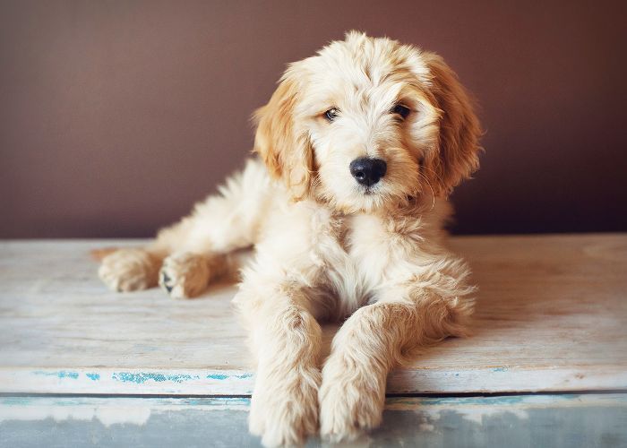 中型犬品种，狮子狗