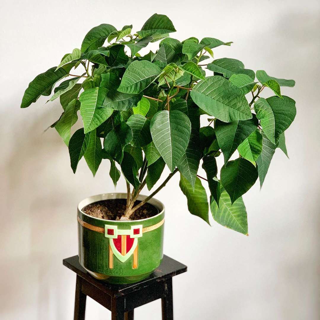 与绿色叶子的一品红在绿色和红色罐在黑木立场反对白色墙壁