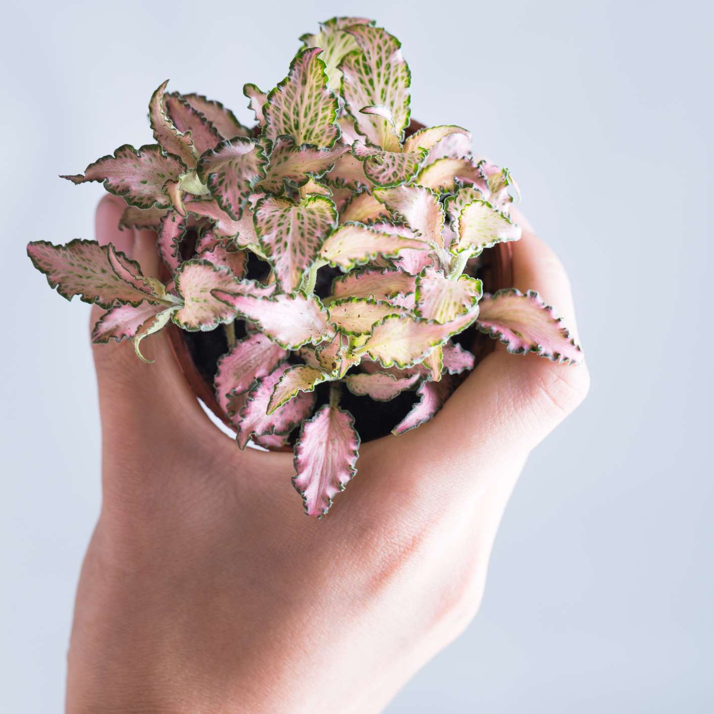 有绿色边缘的桃红色神经植物在白色人的手举行的叶子反对白色背景