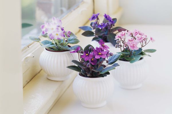 African Violets