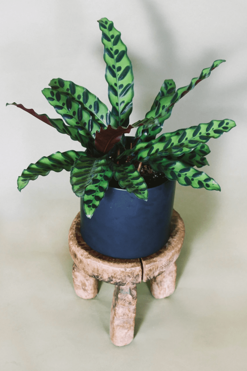 花盆里的响尾蛇