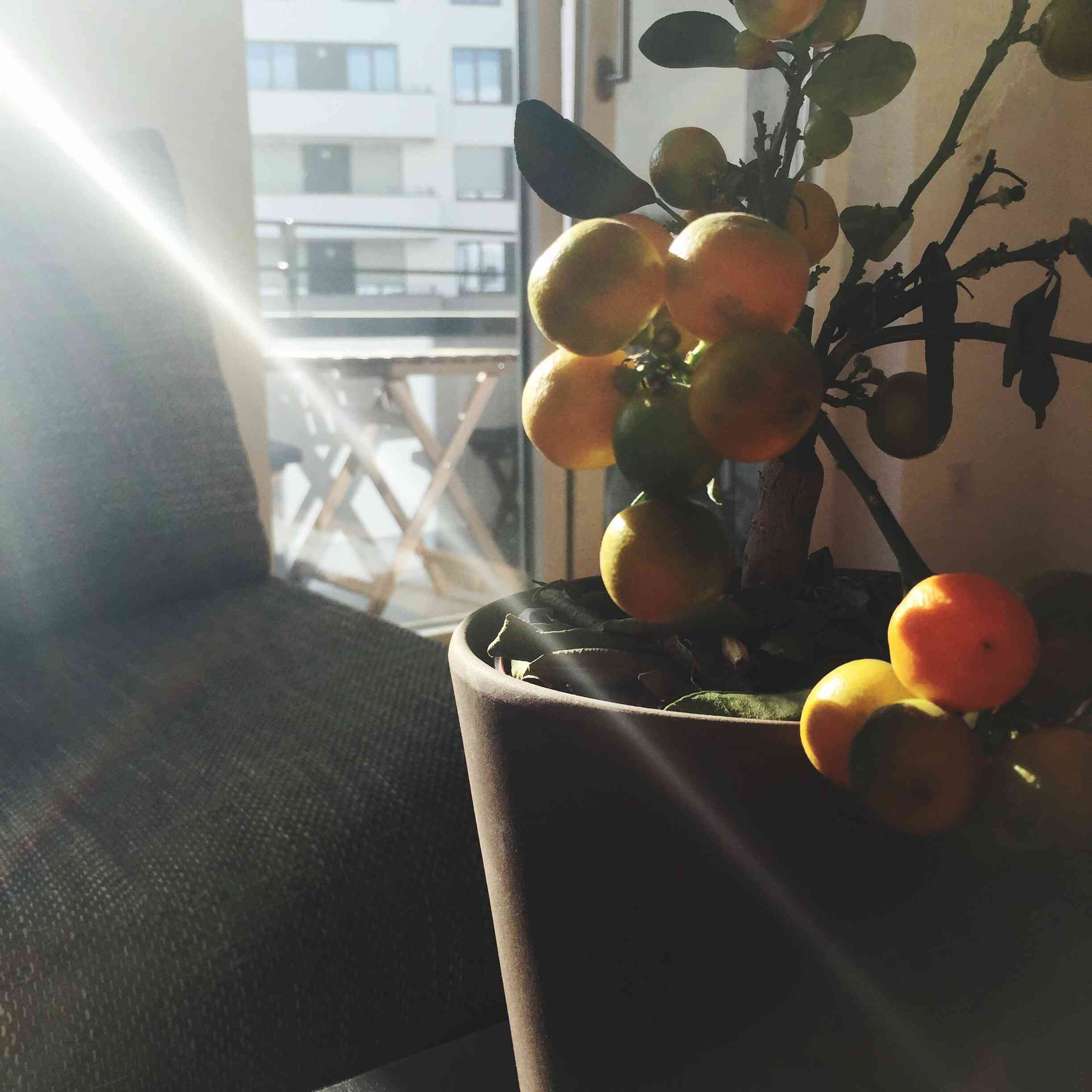 在罐的迷你柠檬树。