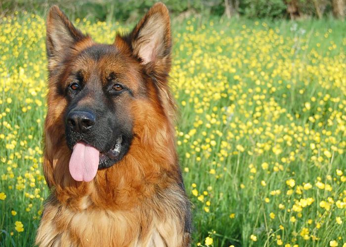 聪明的狗品种 - 德国牧羊犬