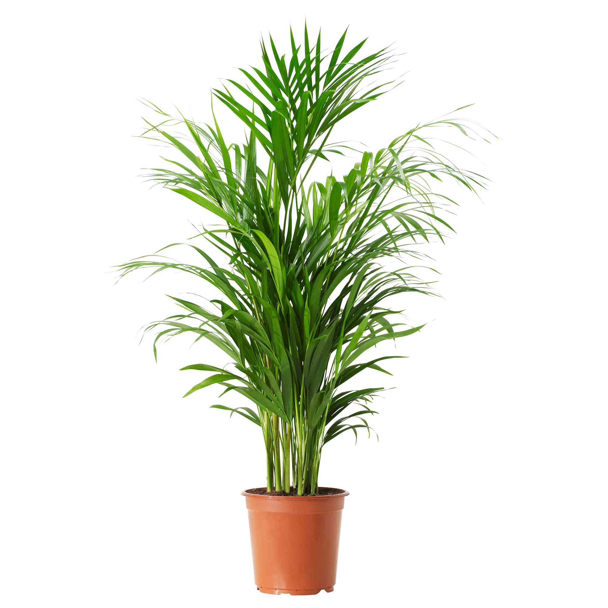 山龙草盆栽植物