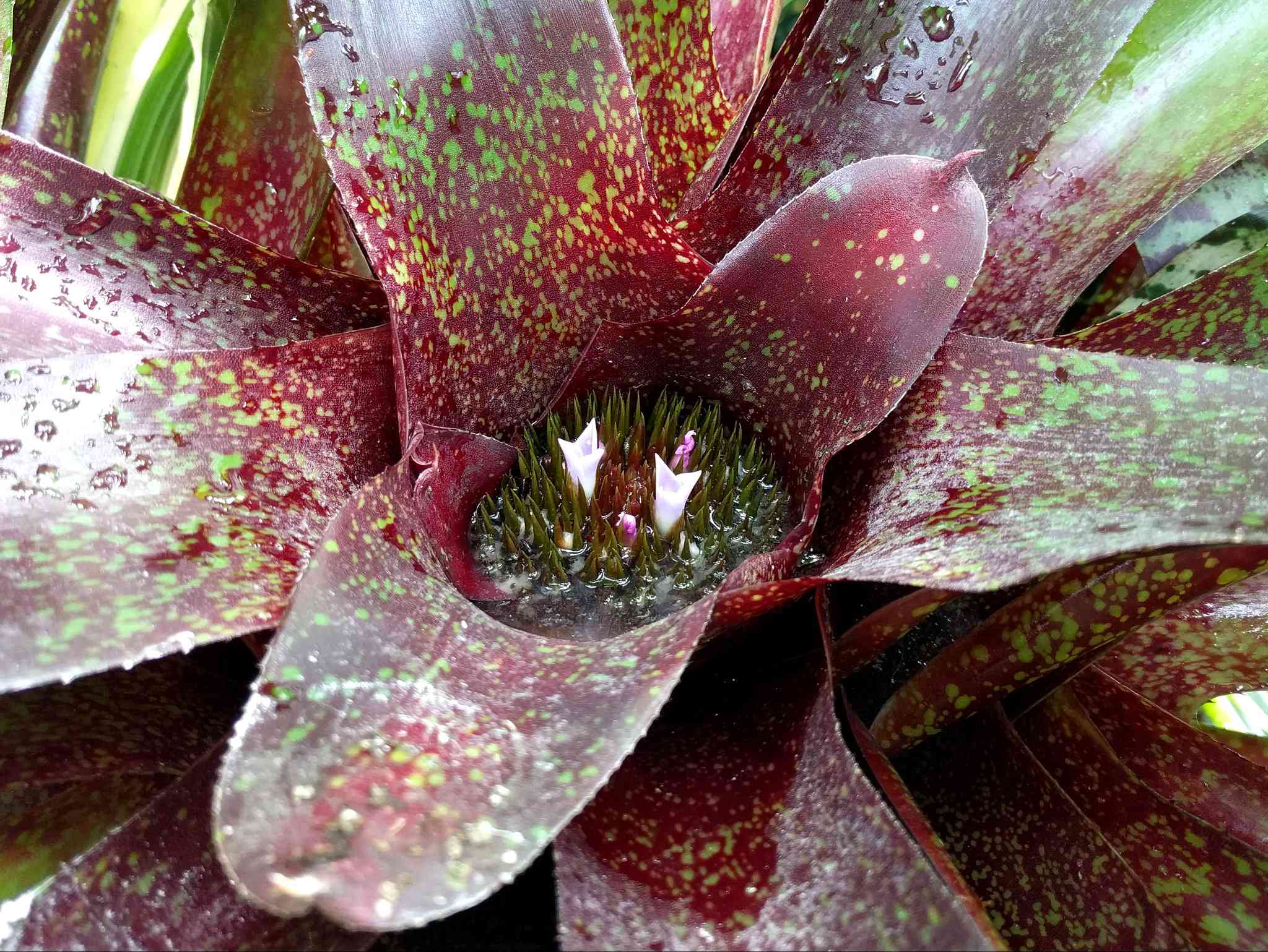 特写红色和绿色的凤梨花与微小的花生长在中央杯