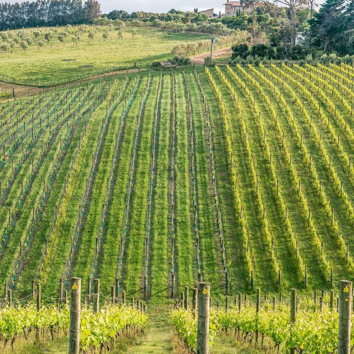 如何才能在怀赫科岛酒厂做