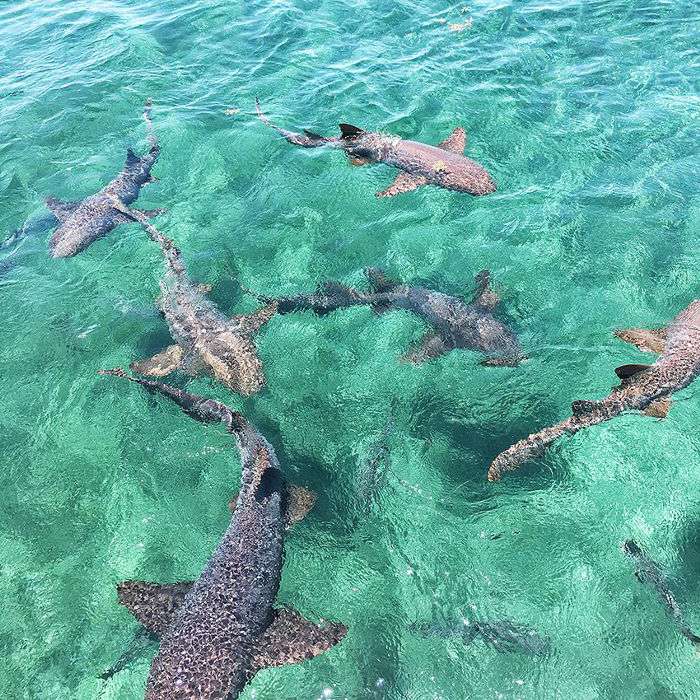 要做的事情在伯利兹 - 鲨鱼潜水