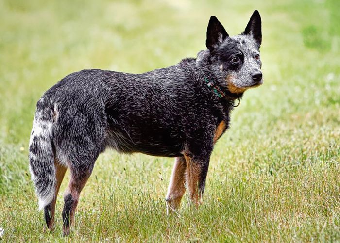 聪明的狗品种 - 澳洲牧牛犬