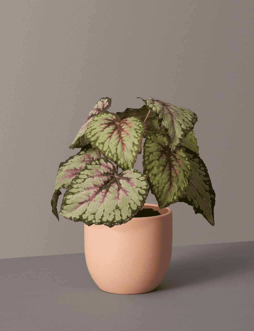 假的雷克斯秋海棠