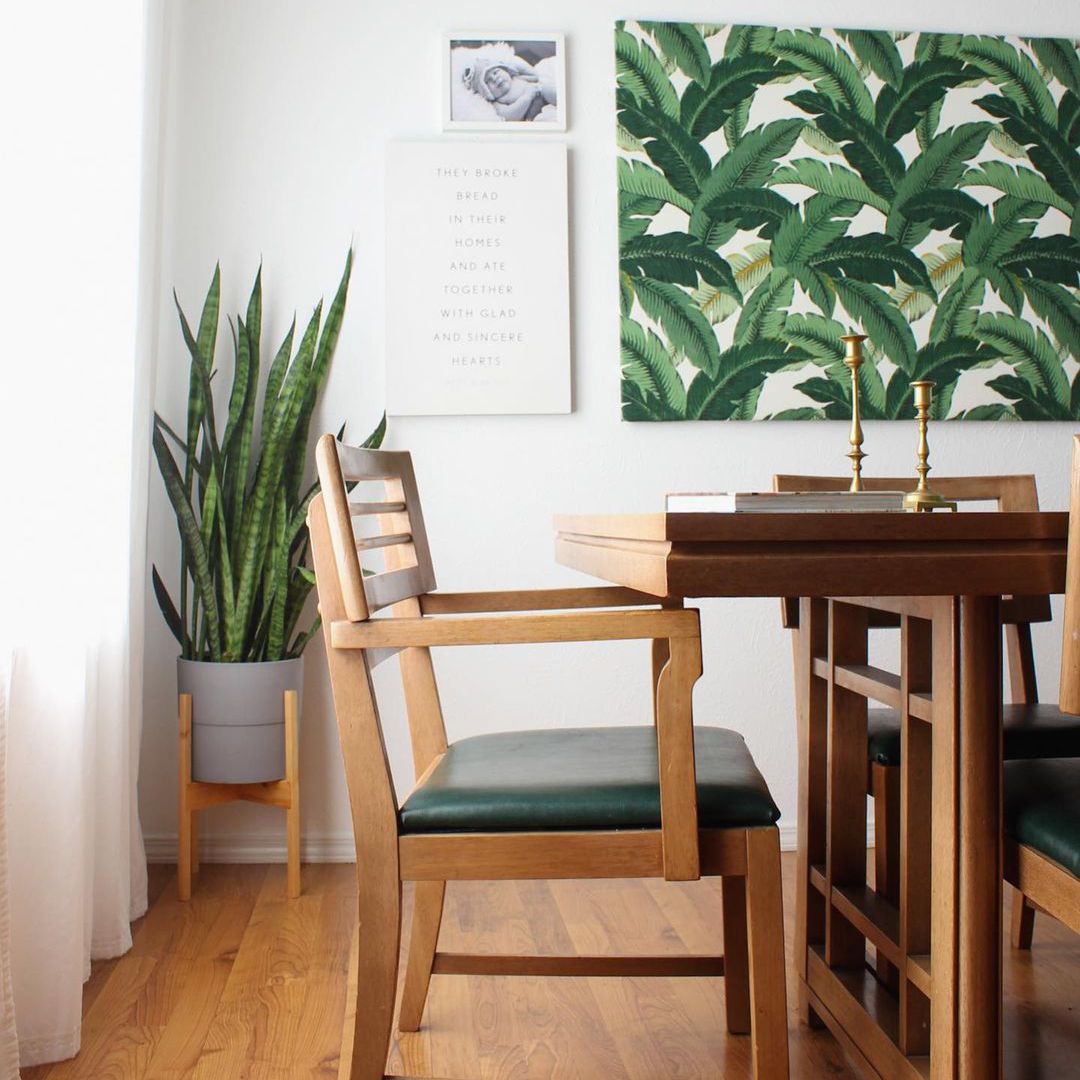 蛇植物在一个角落里