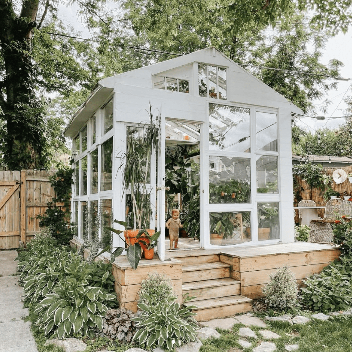 美丽茂盛的温室被玉簪植物包围。