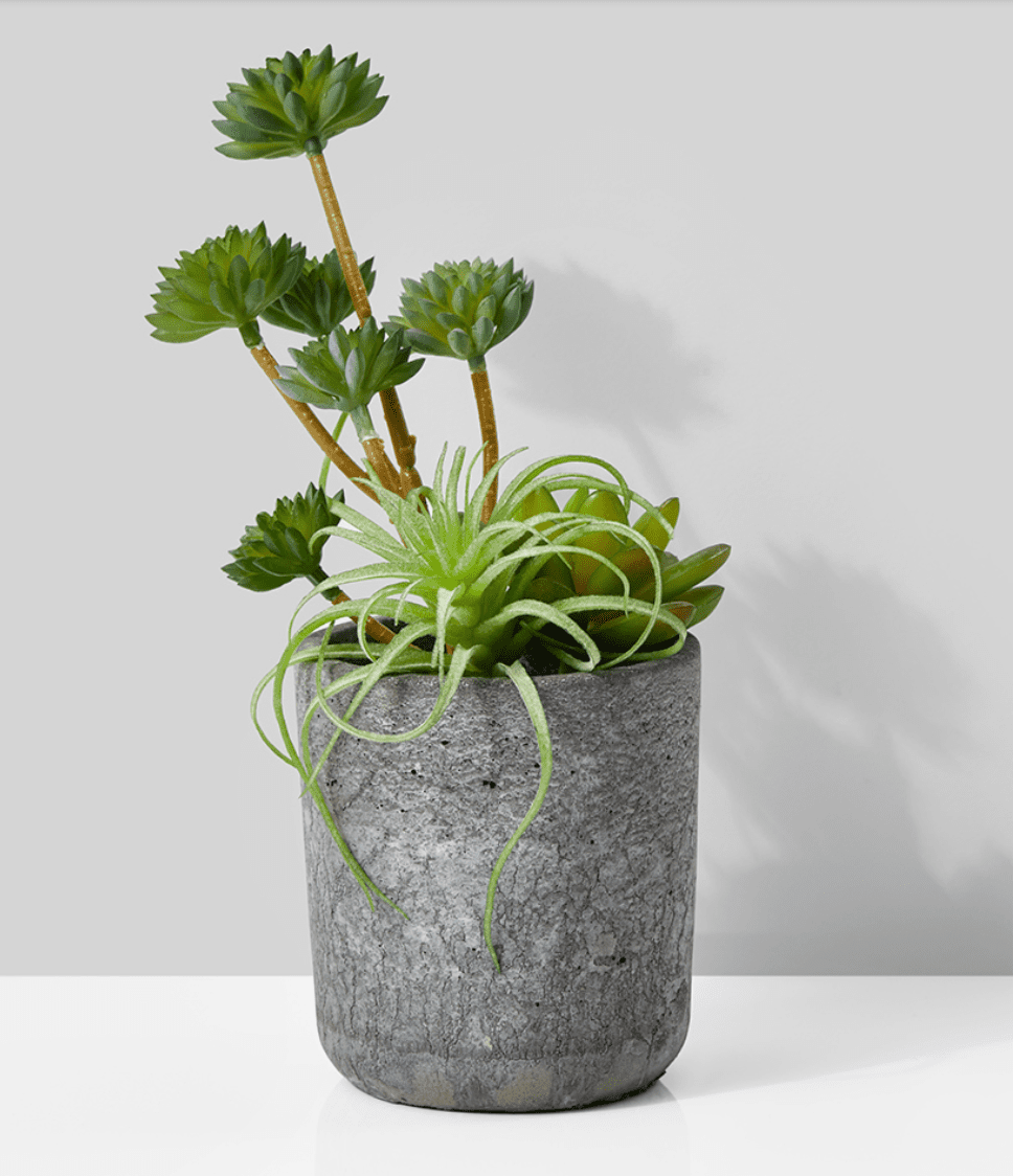 贾迈利花园人造肉植物