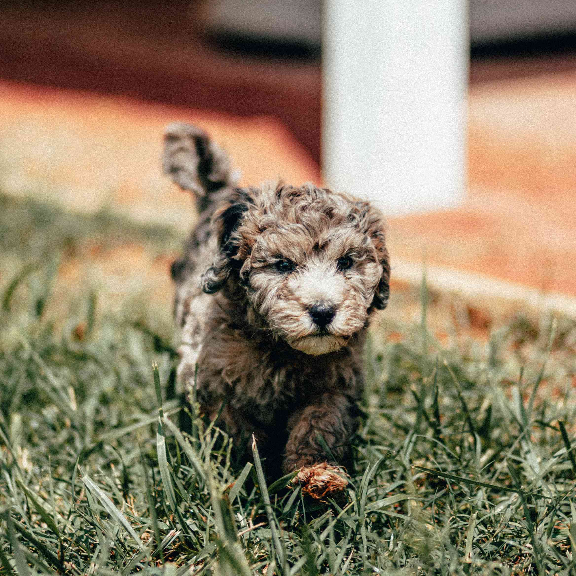 在你的生日上要做的事情 - 玩小狗