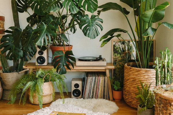 Boho别致内部与香蕉树植物和猴子植物，篮子和唱片播放器