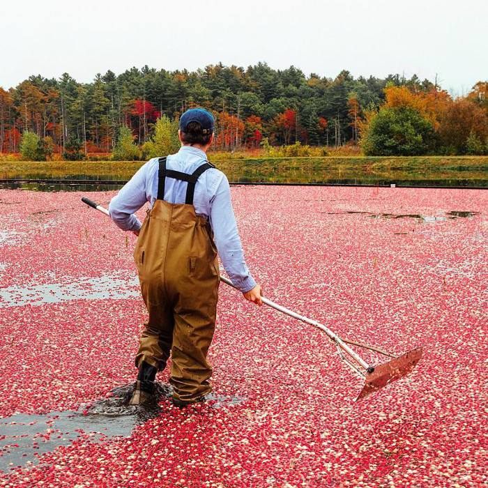 新英格兰目的地
