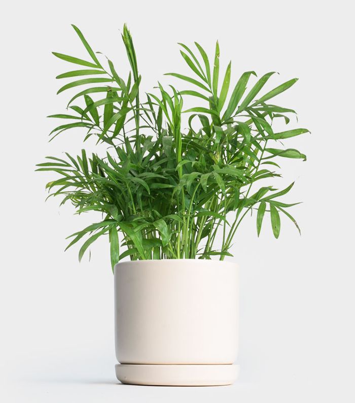 Neanthe贝拉棕榈“class=