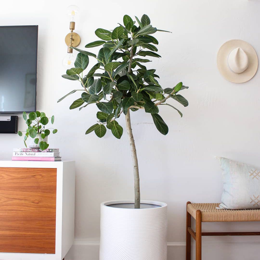 Ficus Audrey.
