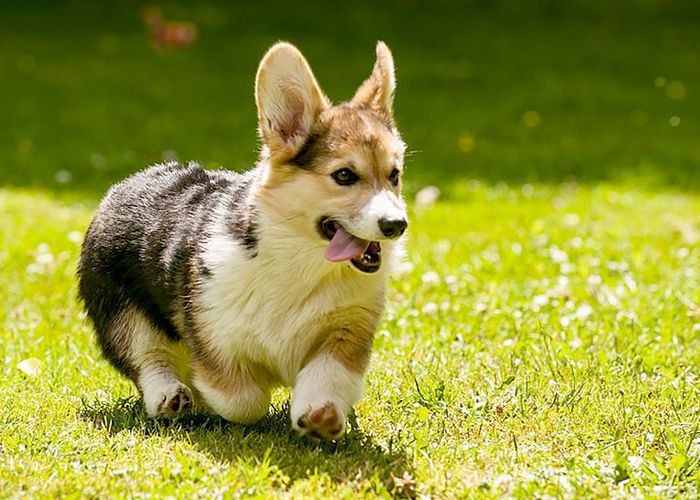 最受欢迎的狗品种是彭布罗克威尔士柯基犬