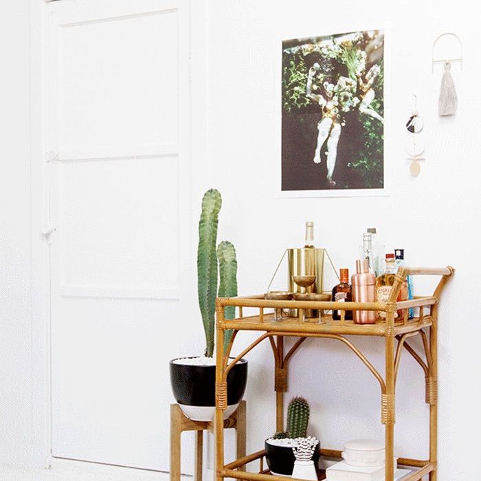 对于明亮的光线最好的室内植物“class=