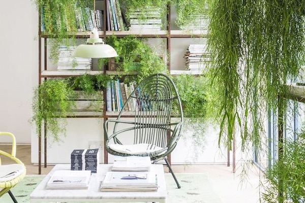 客厅书架周围的室内悬挂植物