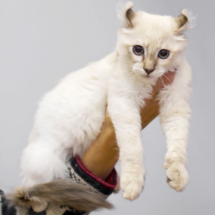 最逗人喜爱的猫品种：美国卷曲