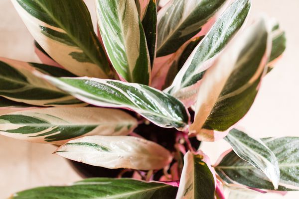这是一种室内植物，带有绿色、白色和粉色条纹的叶子