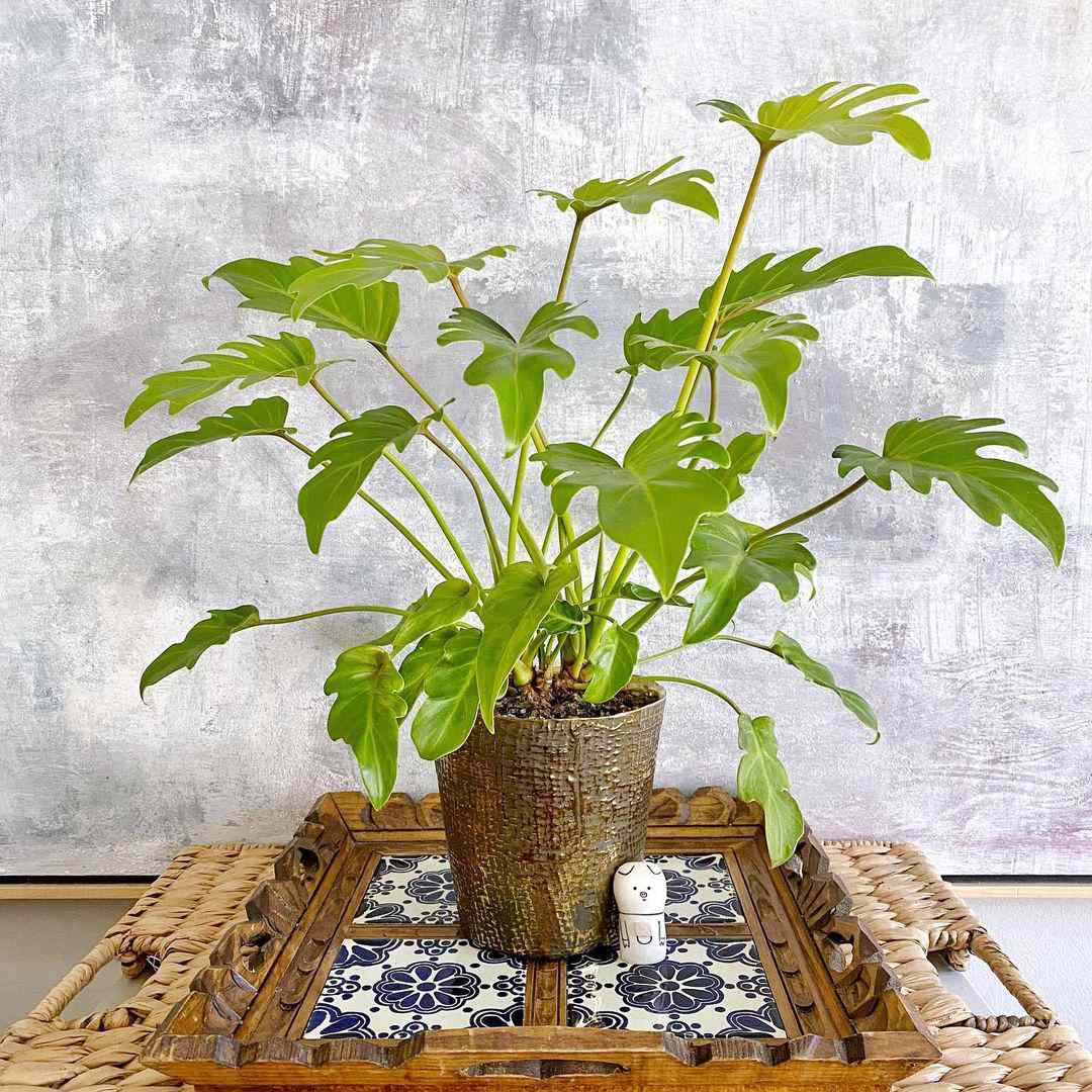 Philodendron Xanadu金子在蓝色和白色木瓦片托盘的棕色罐