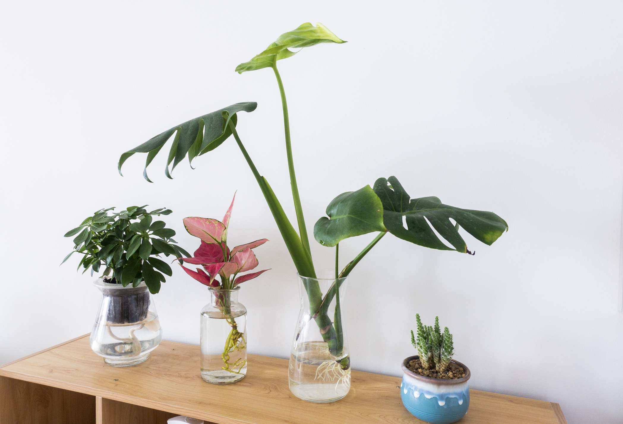 植物插枝生长在水罐中，包括怪物和中国常青树插枝在木制的边桌上