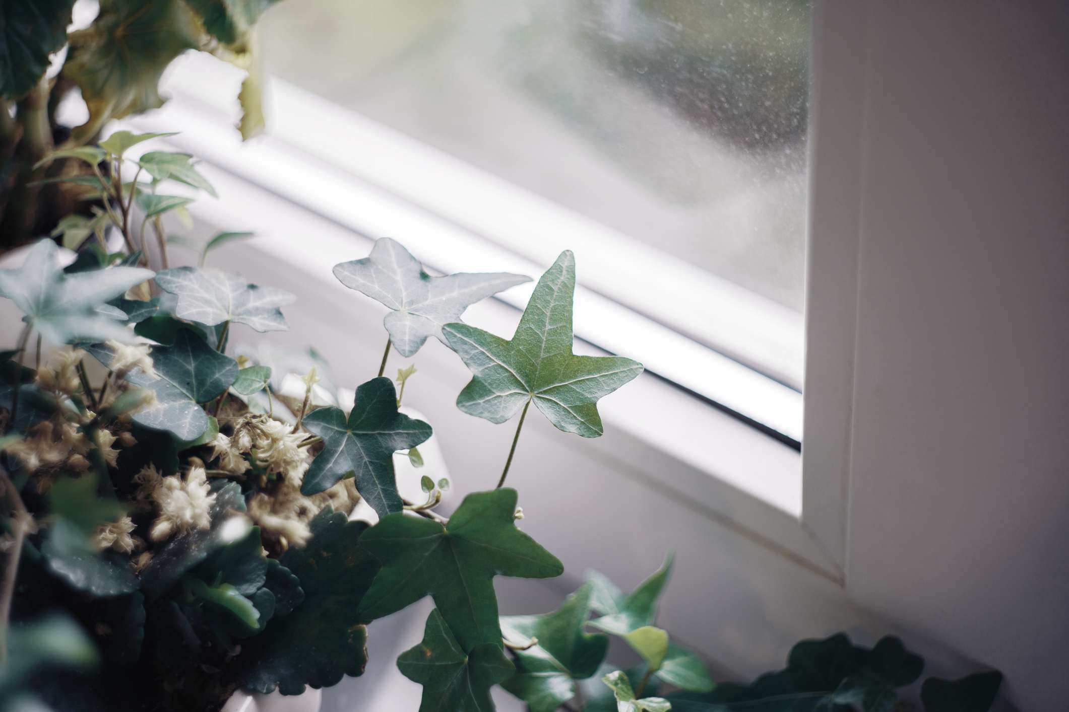 这是一幅英国常青藤的特写，窗台上的花盆里有绿叶