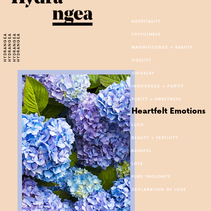 绣球花花的意思