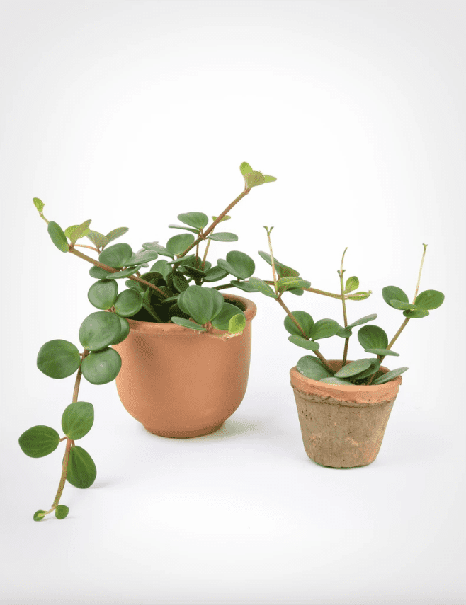 两个盆栽植物椒草在陶土花盆。