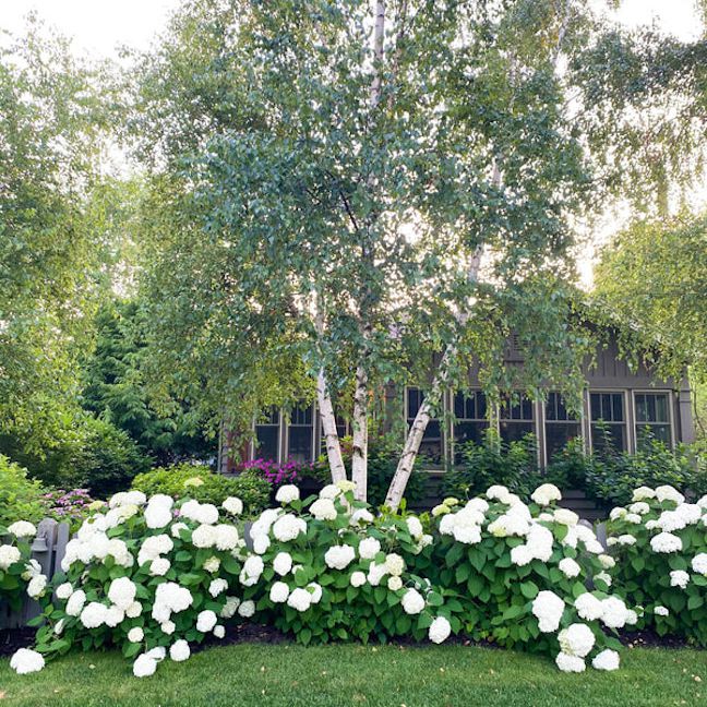 有大白色八​​仙花属灌木的外部房子。