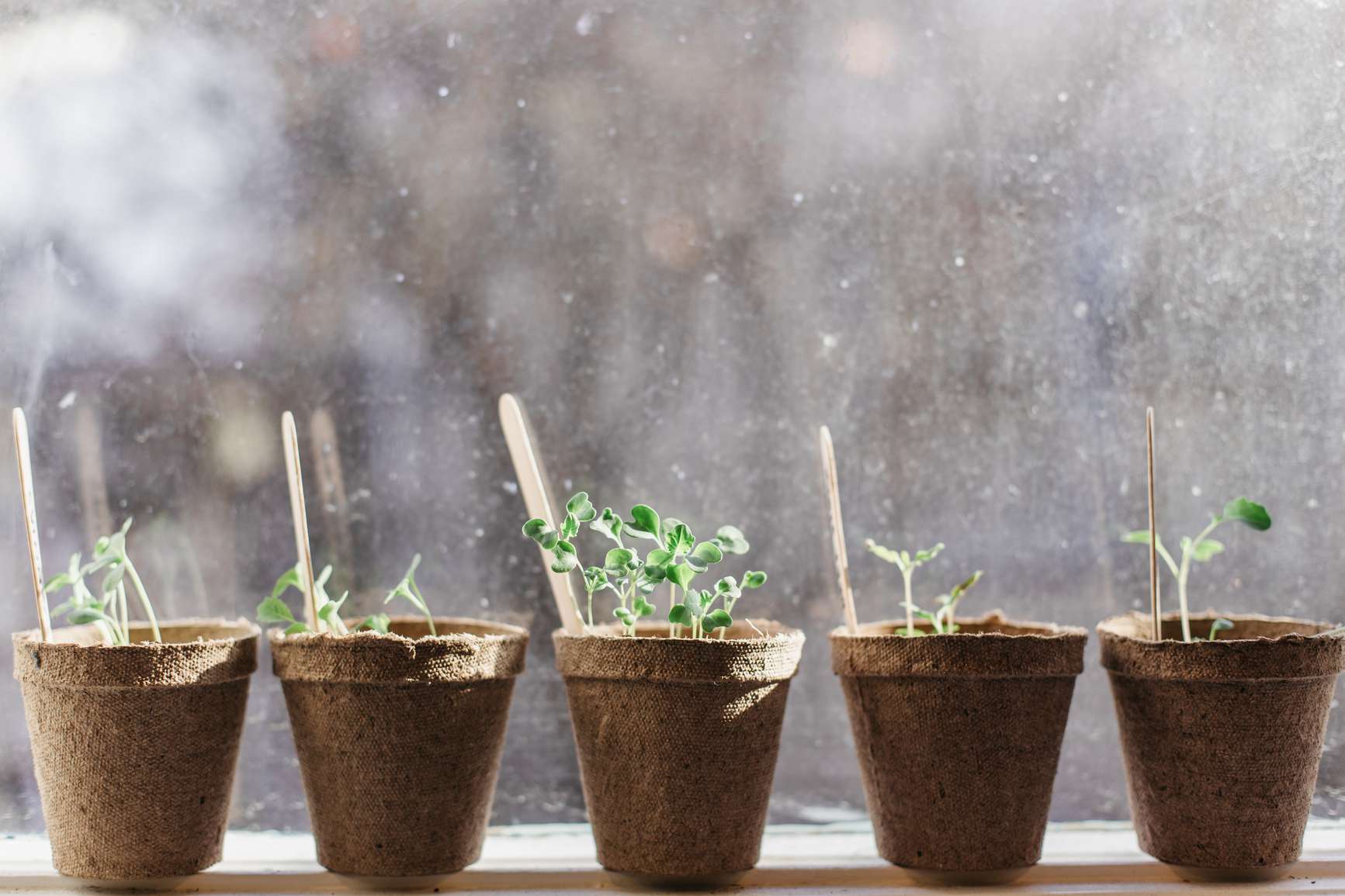 窗台上的幼苗。