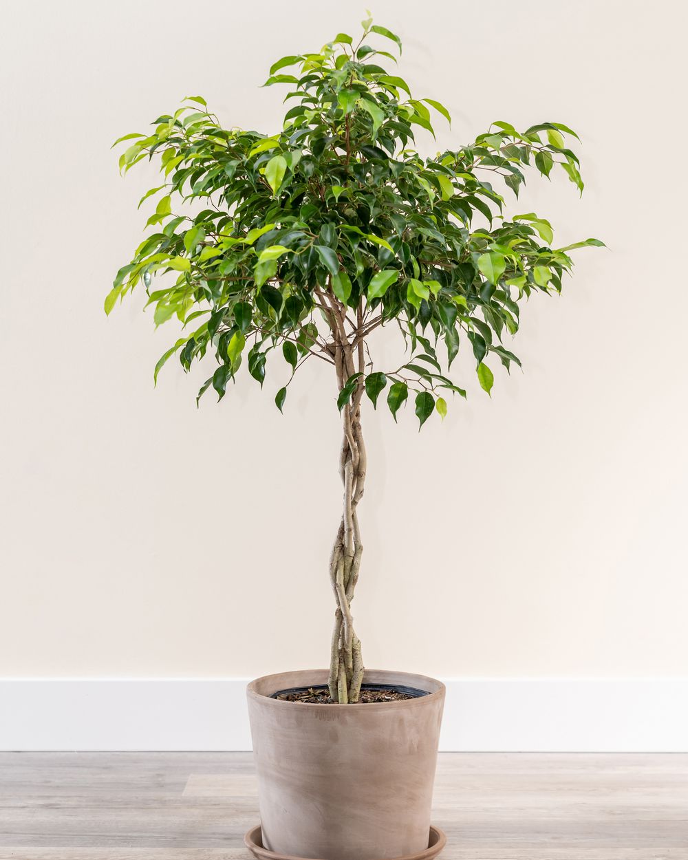 Ficus Benjamina