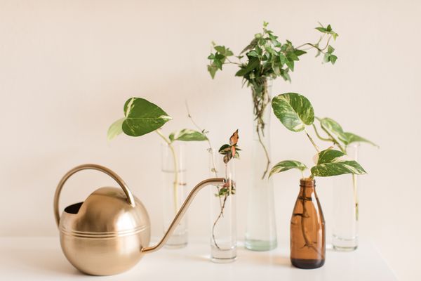 一种绿色的英国常春藤和野蔷薇植物的繁殖。一种装在花瓶中的深绿色英国常青藤和野葛，可在明亮的自然光下繁殖。配备了一个现代的金色喷壶。英国常青藤和野蔷薇是容易护理的室内植物，生长迅速，易于繁殖。