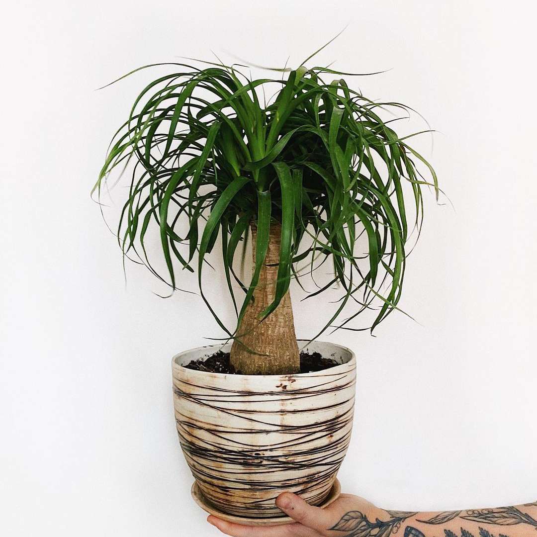 在白色陶瓷罐的马尾辫棕榈与有被纹身纹身的白色人的手举行的黑条纹