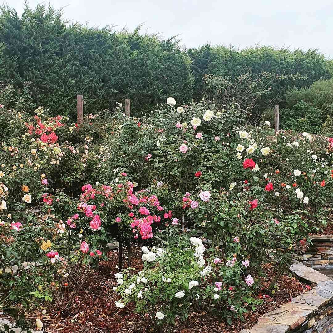 大玫瑰丛装满不同的品种。