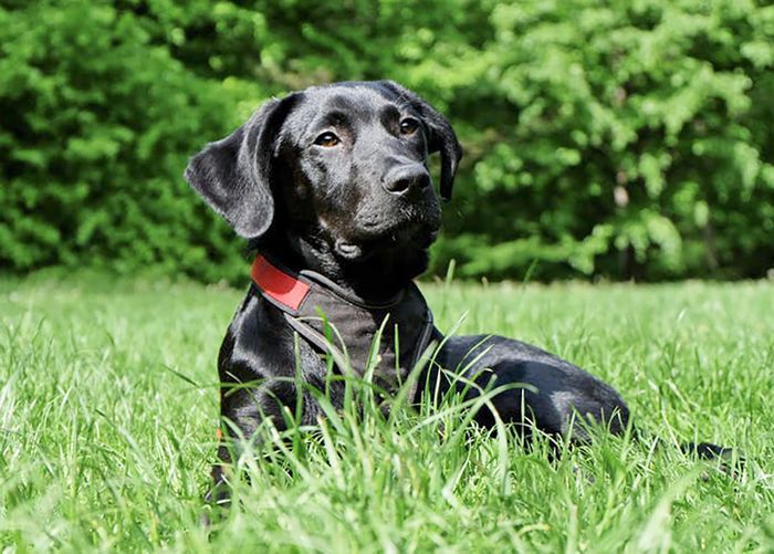 最受欢迎的狗品种——拉布拉多寻回犬