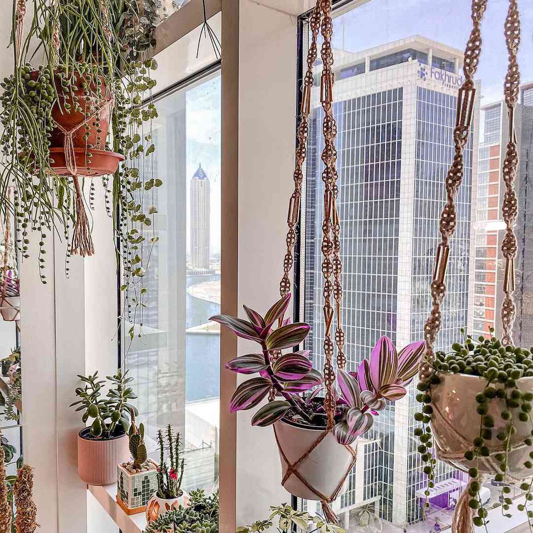 紫露nanouk和白盆花边衣架等移交植物在窗口，俯瞰城市