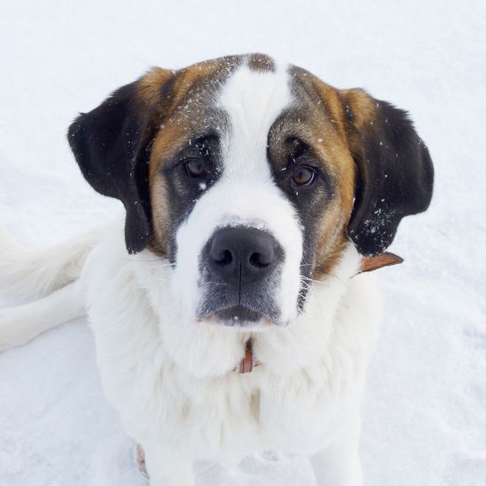 圣贝纳——世界上最大的狗品种